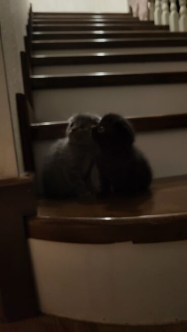 Pişiklər: Şotland yastı qulaq — 2