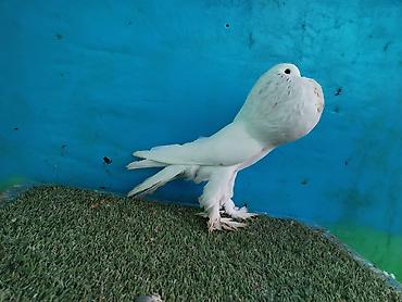 Göyərçinlər: Satilir pomeran Dutular 2 Cut Var cutu 120 Manatdi Bir cut Ag Qara Var — 3