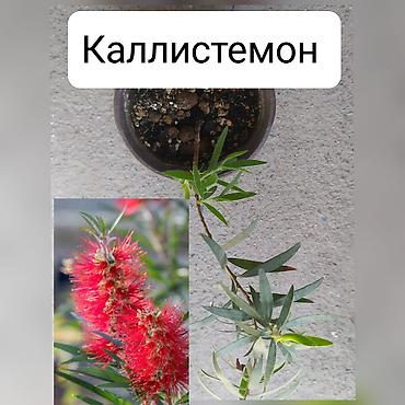 Другие комнатные растения: Продаю цветы — 12