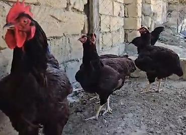qaz quşu: Toyuq, Damazlıq — 1