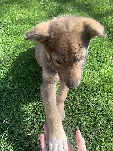 Продажа собак: Лайка, 3 месяца, Самец — 14