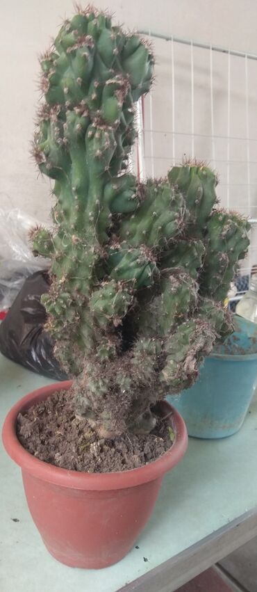 кактус с детками. кактус торн. кактус кыргызстан. San marcos кактус бишкек. высокий тонкий кактус.