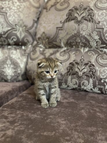 купить кошку вислоухий: Шотландские вислоухие котята (Scottish Fold) Два мальчика две девочки
