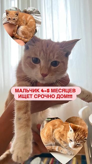 Кошка даром: Беспородная, 4 месяца, Мальчик, Приучена к лотку