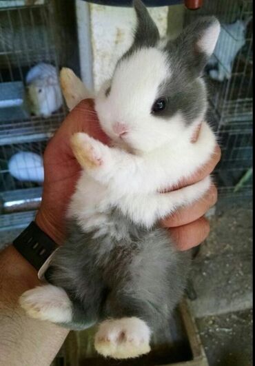 Dovşanlar: 🐇 Holland Minilop – Qalib Cins Balaca Dovşanlar Satılır! 🌟 Tam saf — 8