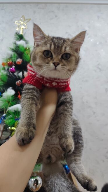 Pişiklər: Qızıl şinşilla, Erkək, Yaxşı əllərə, Ödənişli çatdırılma — 13