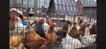 садовые деревья: Молодое цитрусовое растение, посаженное в горшок. Имеет ярко-зеленые