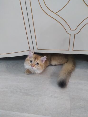 Qızıl şinşilla, Erkək