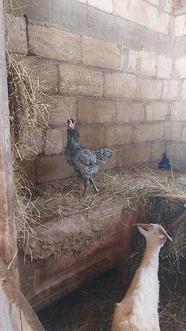 dekorativ toyuq: Toyuq, Australorp, Damazlıq — 5
