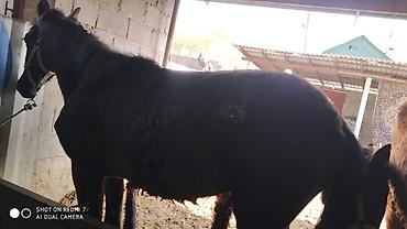 Лошади, кони: Продаю | Жеребец | Рабочий — 5