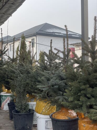 Декоративные деревья: Продаются елки🌿🌲 От 60 до 160см. С хорошим комом. Идеально подойдет at lalafo.kg — 7 Декоративные деревья: Продаются елки🌿🌲 От 60 до 160см. С хорошим комом. Идеально подойдет — 7