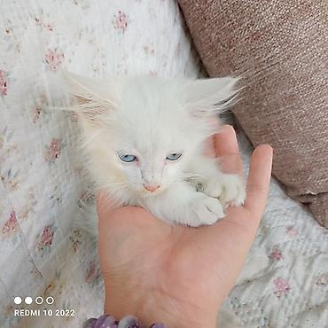 Продажа кошек: Котята с голубыми глазами - Милые пушистые малыши с длинной шерстью и — 1