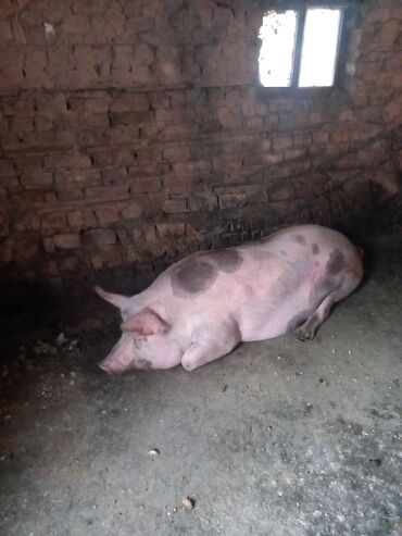 отходы для свиней: Сатам | Каман (эркек) | Ландрас | Союуга, Көбөйтүү үчүн | Жасалма жол менен боозутуу