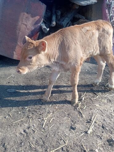 Коровы, быки: Продаю | Музоо, торпок | Полукровка | На откорм — 1