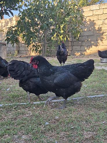Toyuqlar: Toyuq, Australorp, Damazlıq, Ödənişli çatdırılma — 5