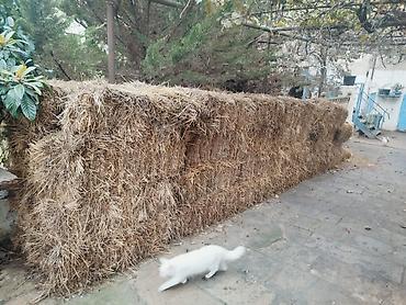 sadlar: Samanlar satılır qoyunları satmisiq deye boş boş qalıb ona göre — 3