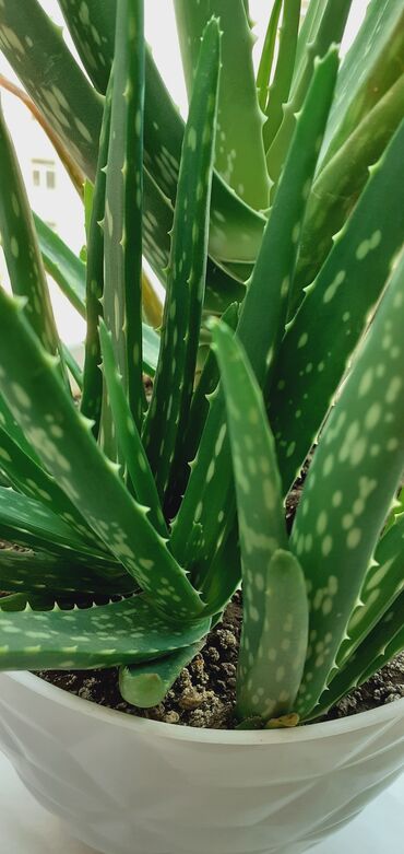 Buket güllər: Aloe vera bitkisi parlaq yaşıl yarpaqları üzərində ağ nöqtələri ilə