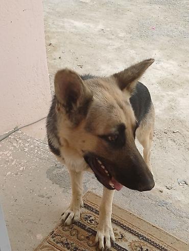 rottweiler satilir: Salam teçili afcarka satlır dişdi ehtiyac olduğçun satlır adı larisa — 2