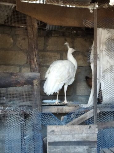 Tovuz quşları: Salam aleykum. Satışda bir cüt ağ tovuzquşu var. 6 ayliqdirlar. cütü — 17