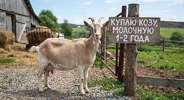 кошка манчкин цена: Покупка: молочная коза 1–2 лет. Ищу козу молочного направления — 1