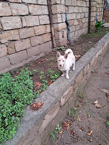 coban iti sekilleri: Zvanok Balaca ölçülü, açıq krem rəngli it balası - Cins: kiçik ölçülü — 1