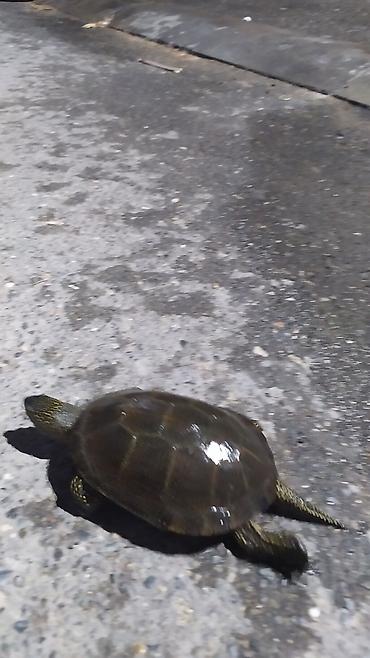 Akvariumlar: Tısbağa 🐢🐢🐢🐢🐢 ünvan, Bakı şəhəri, Nizami metrosu yaxınlığında -da lalafo.az — 11 Akvariumlar: Tısbağa 🐢🐢🐢🐢🐢 ünvan, Bakı şəhəri, Nizami metrosu yaxınlığında — 11