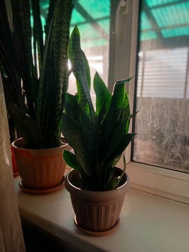 Драцены и Сансевиерии: Большой выбор сансевери — 2