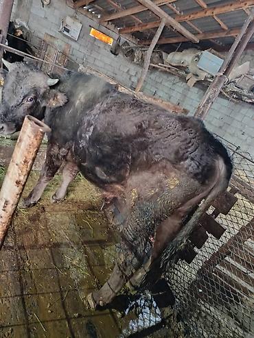 Коровы, быки: Продаю | Бык (самец) | На откорм | Привязанные — 6