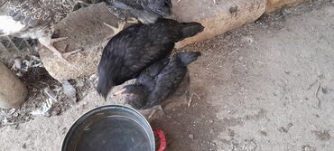 sort toyuqlar: Toyuq, Australorp, Kuçin, Ətlik, Ödənişli çatdırılma