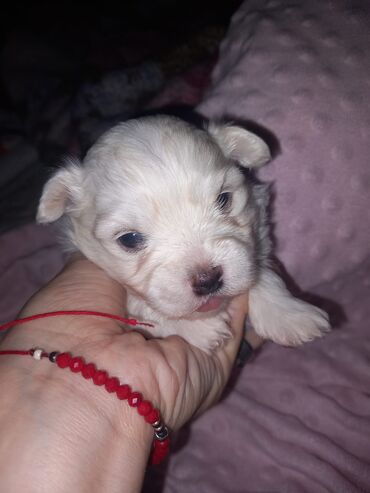 Psi: Malo belo štene – rase maltezer/pudl tip (toy veličina) - Starost — 4