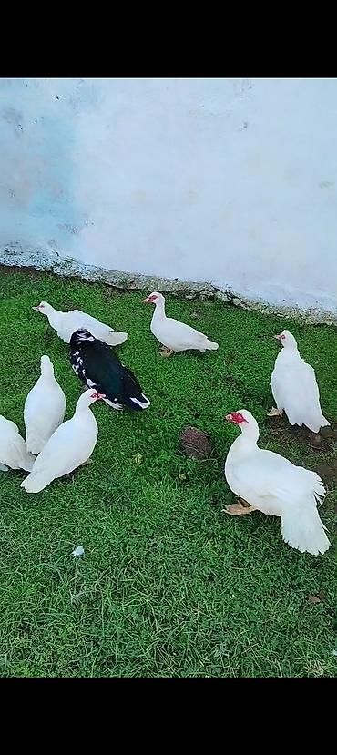erkek pişik: Ana Lal ördəklər satılır istəyən olsa yazsın videosunu atım baxın real — 9