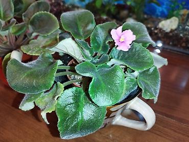 Фиалки и глоксинии: Продаю разные цветущие фиалки Цена за нецветущий 100 сом, остальные — 11