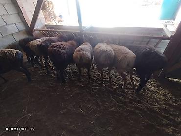 купить улья: Продаю | Овца (самка), Ягненок, Баран (самец) — 3