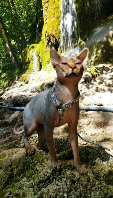 Pişiklər: Sfinks, Erkək, Dişi — 1