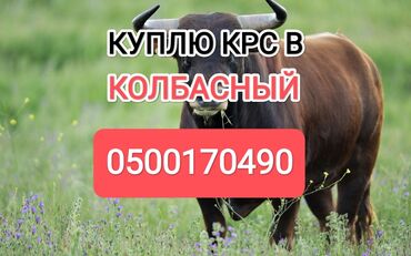 ячмень продаю: Куплю | Коровы, быки, Лошади, кони | Круглосуточно, Любое состояние, Забитый