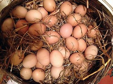 yulaf satışı: 🥚 GÜNLÜK TƏZƏ KƏND YUMURTASI SATILIR! 🥚 Qarağan Şıxlar kəndində — 2