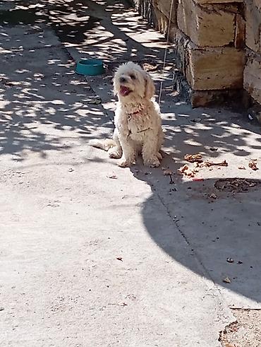 balonka it satilir: Maltipoo tipli kiçik ölçülü it (ağ-krem rəngli, qıvırcıq tüklü) – — 5