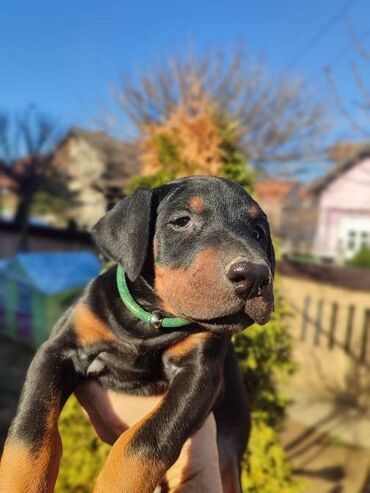 Psi: Na prodaju štenci trenutno u toku rezervacije . Stari 40 dana biće — 9