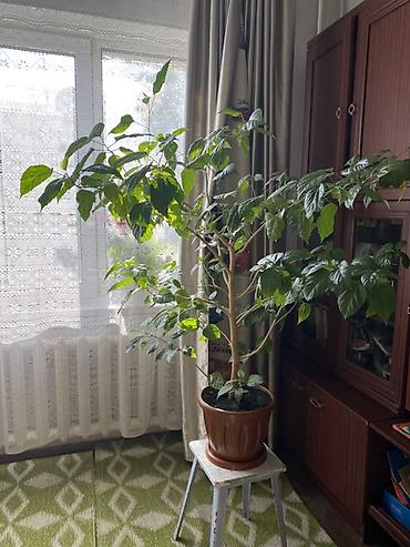 гибискусы: Крупное комнатное растение в горшке - Вид: гибискус (китайская роза) — 3