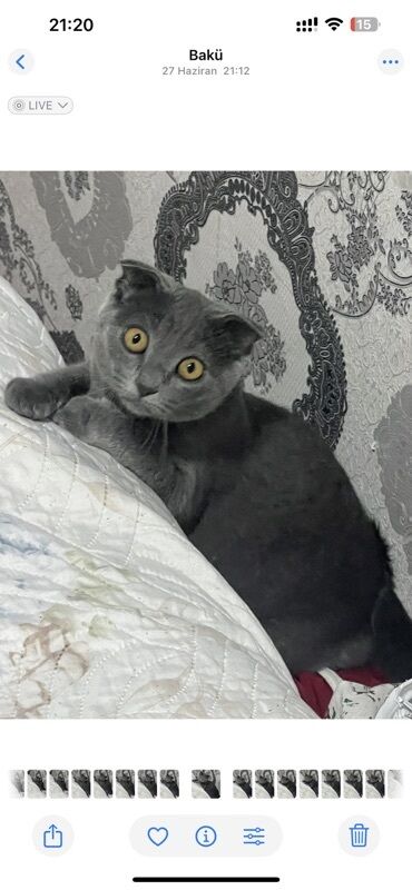 Pişiklər: Şotland — 4