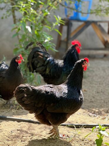 Digər quşlar: Avstralop yumurtaları İnqibator üçün. ideal çıxış verir. təmiz qandır -da lalafo.az — 5 Digər quşlar: Avstralop yumurtaları İnqibator üçün. ideal çıxış verir. təmiz qandır — 5