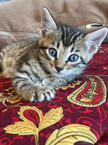 кошки сиамская: Бенгальская, 2 месяца, Девочка, Биколор, Приучена к лотку — 8