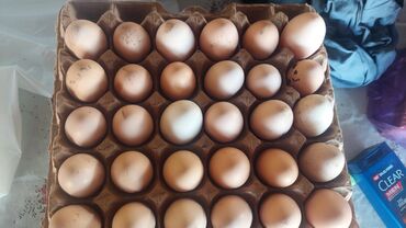 спартивное питанье: Продаю яйца домашние инкубационые 20 сом находится в Петровке есть 120