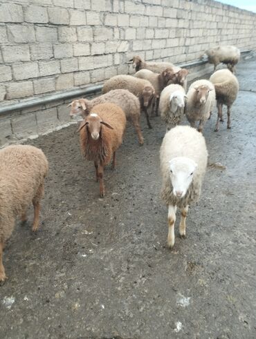 Qoyunlar, qoçlar: 10 eded quzu 4erkey və 6disi qiymət alıcıyla razılaşma yolu ile.Cox — 13