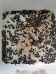 кошку в добрые руки: Un qurdu bocəyi