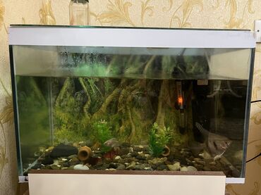 balıq akvarium: Akvarium satılır ölçüləri uzunlunğu 54 eni 36 tək akvarium (30 azndir)