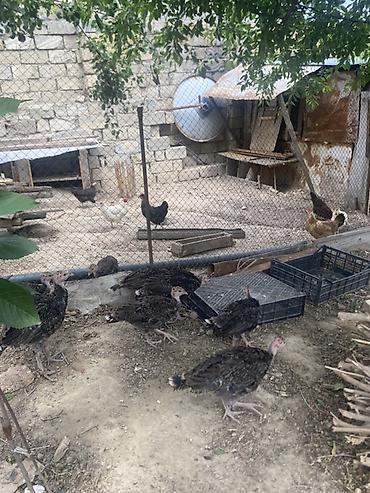 pidbul balası: Salam 2 aylıq 8 ədəd hündüşqa balaları bütün dərmanları verilib hamısı — 3