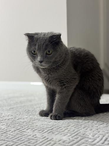 Кошки: Отдадим в добрые руки Шотландская кошка, окрас сплошной серый — 4