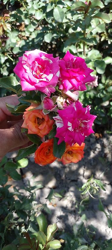 Другие товары для дома: Саженцы роз оптом — 11
