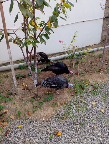 Cücələr: Hinduşka cücələri, Damazlıq — 42